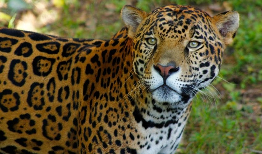 CPB-019-2023.-Comision-de-Parques-y-Biodiversidad-de-Tamaulipas-fortalece-programa-de-conservacion-de-especies-2-850x500