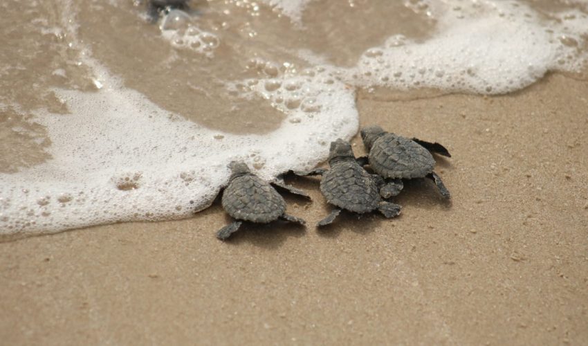 228-2023.-En-365-dias-Tamaulipas-avanza-en-salvaguardar-recursos-naturales-y-proteger-a-la-flora-y-fauna-4-850x500