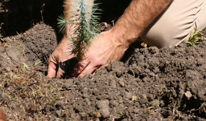 SDU-068-2023.-Fomenta-SEDUMA-acciones-de-reforestacion-y-empleo-temporal-4-850x500