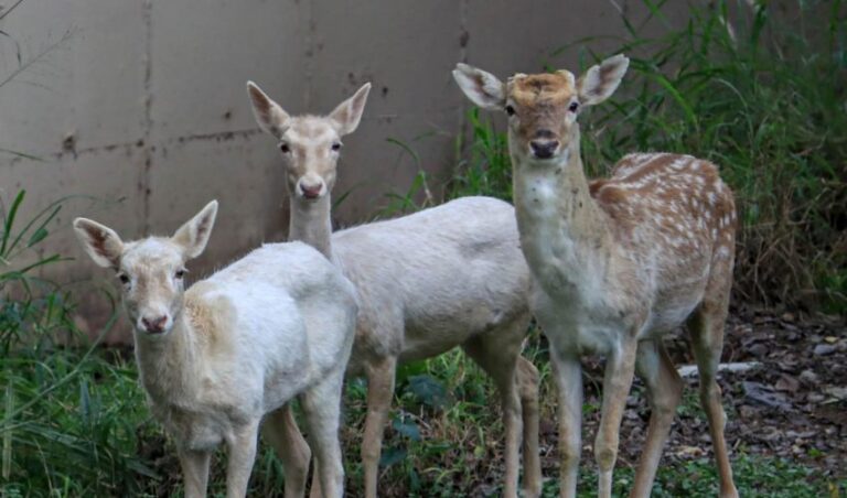 CPB-036-2023.-Llegan-al-Zoologico-Tamatan-ejemplares-en-donacion-del-Zoo-de-Nuevo-Laredo-3-850x500