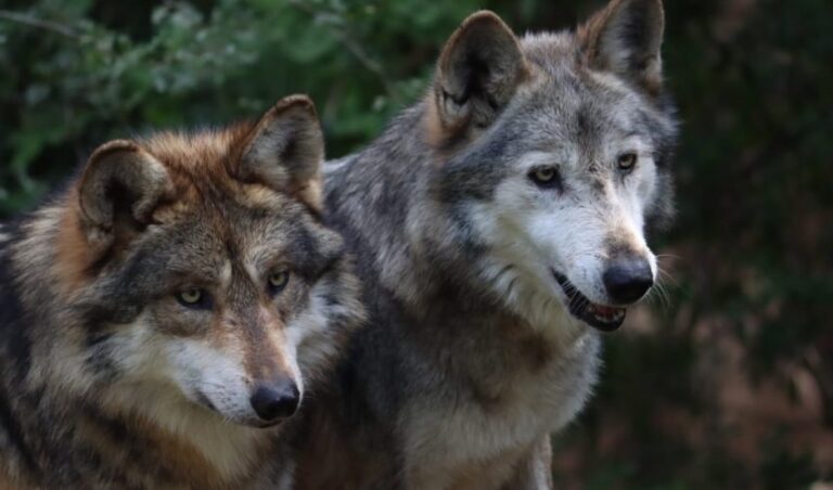 CPB-002-2024.-Participa-Tamaulipas-en-Programa-Binacional-del-Lobo-Gris-Mexicano-3-850x500