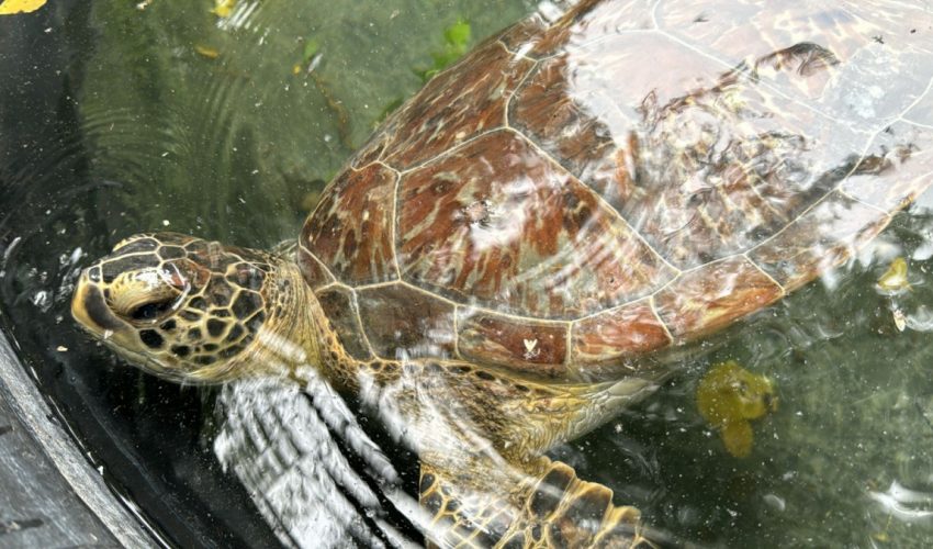 CPB-014-2024.-Llama-Comision-de-Parques-a-no-caer-en-la-ilegalidad-transportando-fauna-silvestre-2-850x500