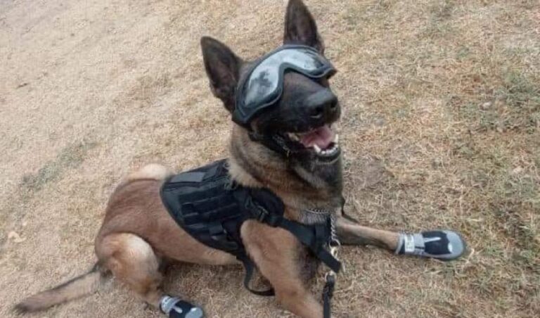 SSP-063-2024.-Constante-capacitacion-de-manejadores-y-caninos-de-la-SSPT-3-850x500