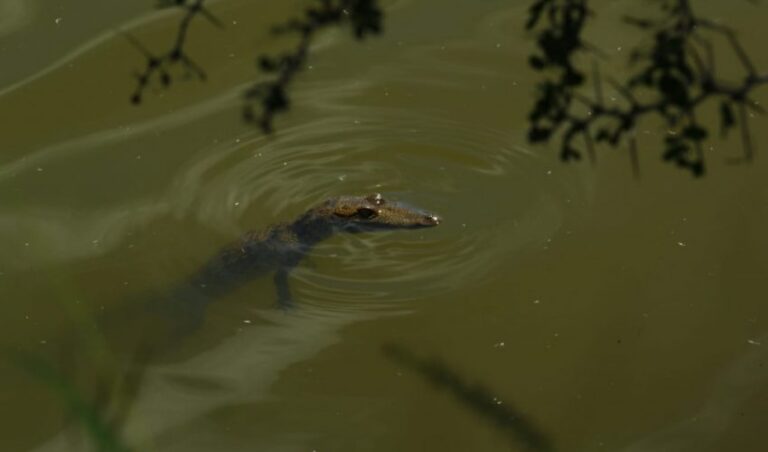 CPB-024-2024.-Aplican-rastreo-satelital-a-cocodrilo-de-pantano-en-zona-sur-de-Tamaulipas-3-850x500