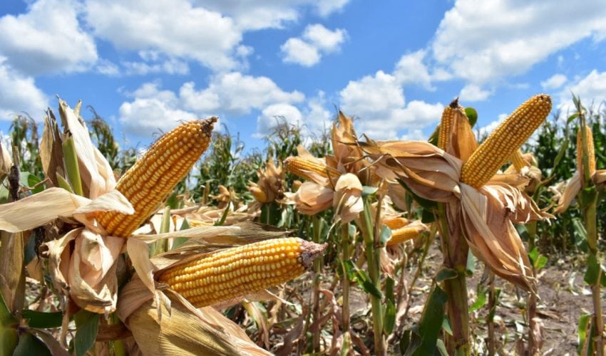 SRU-019-2024.-Ponen-a-disposicion-de-los-productores-de-maiz-el-Programa-de-Precios-de-Garantia-4-850x500