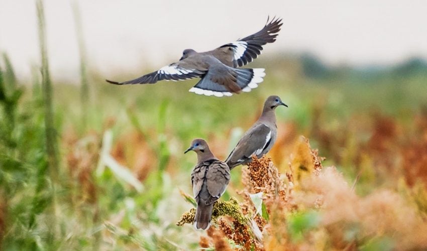 CPD-003-2024.-Inicia-temporada-de-caza-de-paloma-ala-blanca-2024-2-850x500