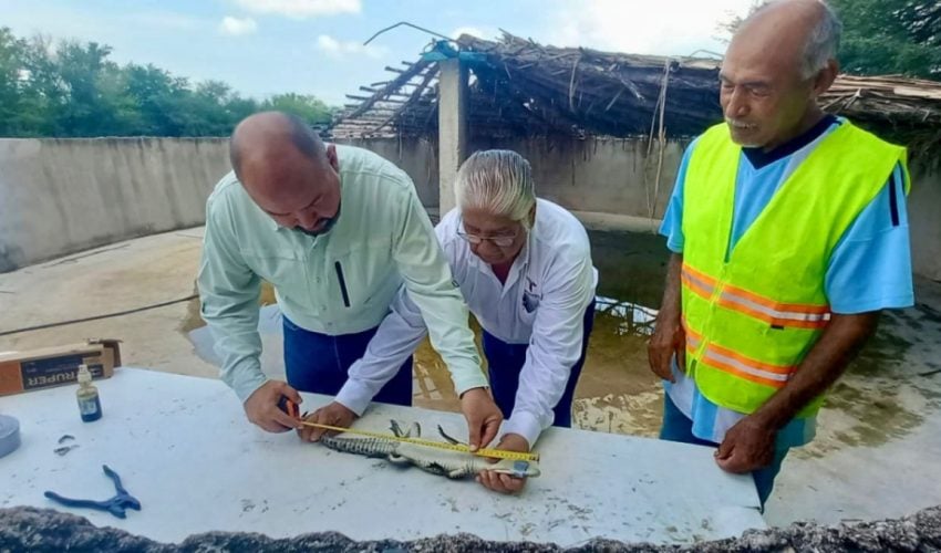 CPD-004-2024.-Fortalece-Tamaulipas-capacitacion-para-manejo-de-cocodrilos-5-850x500