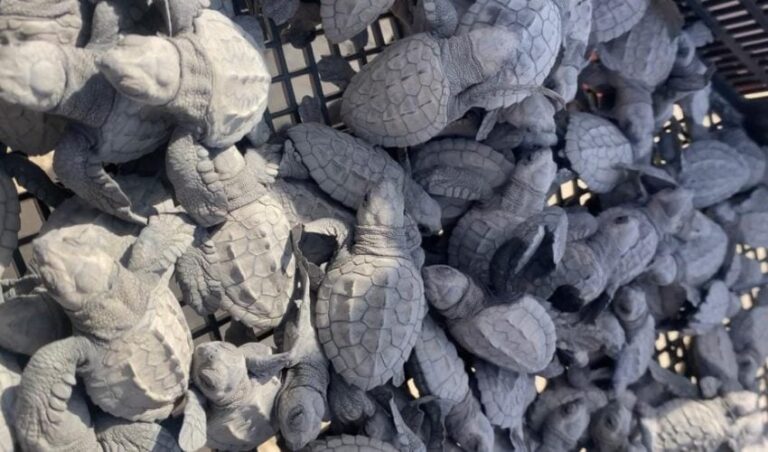 CPB-041-2024.-Cerro-temporada-de-tortuga-lora-con-150-mil-crias-liberadas-al-mar-3-850x500