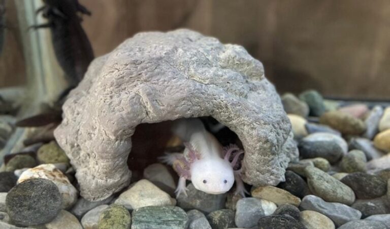 CPB-050-2024.-Concentra-94-especies-el-Zoologico-Tamatan-1-850x500