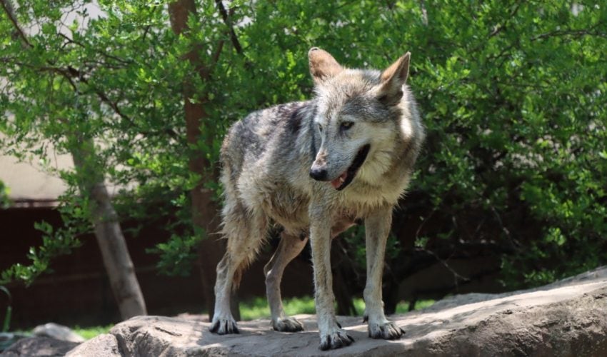 CPB-001-2025.-Trasladan-a-Garita-una-loba-con-la-mejor-genetica-a-la-Ciudad-de-Mexico-2-850x500