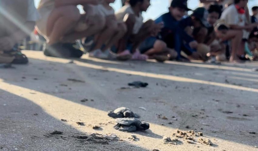 SDU-034-2025.-Protege-Comision-de-Parques-y-Biodiversidad-mas-de-30-mil-huevos-de-tortuga-lora-2-850x500